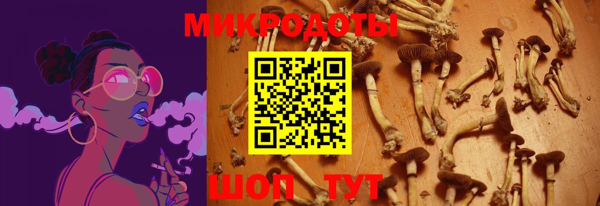 Псилоцибиновые грибы Psilocybe Узловая